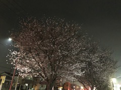 作新台夜桜 作新建装ヒデ吉